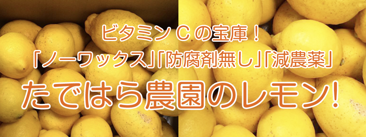 たではら農園ノーワックス 防腐剤無し 減農薬 レモン 1kg 安心 広島ブランド ベネちゃんshop 全国の笑顔が集まるお店 ベネシード