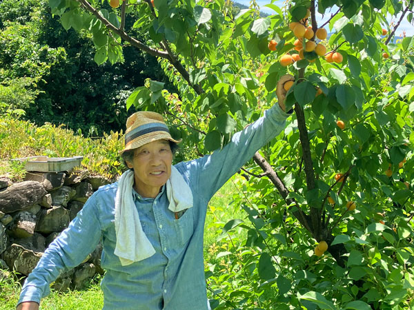 甘くておいしい 松代あんず - 中村農園 ペガサス 出店者イメージ | ベネちゃんSHOP ベネシード
