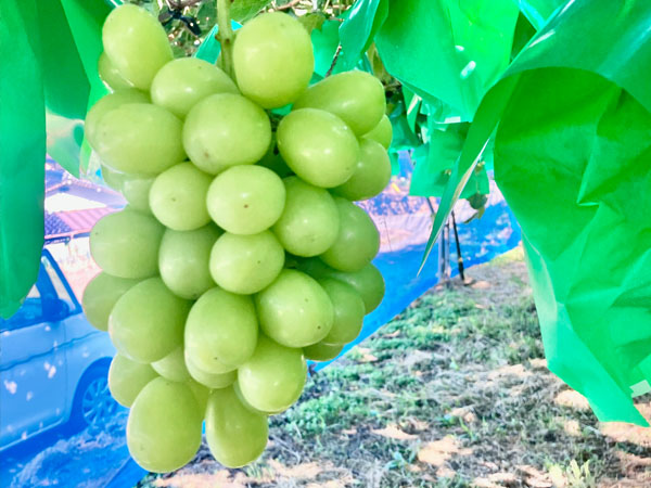 大人気のシャインマスカット - 中村農園 ペガサス 出店者イメージ | ベネちゃんSHOP ベネシード