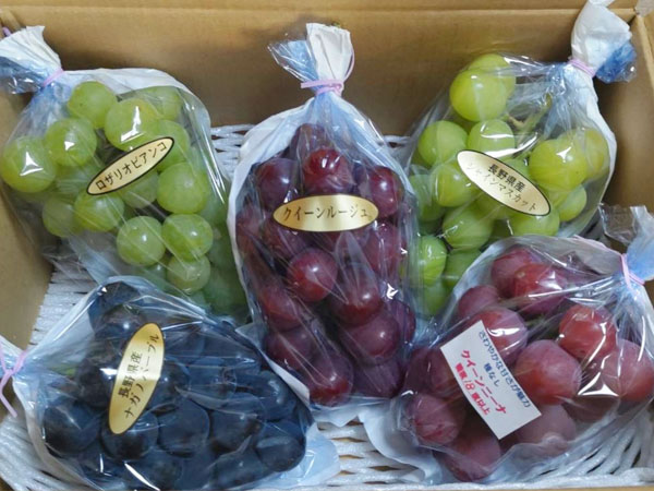 安全・安心と美味しさの追求をしています - 新村農園 出店者イメージ | ベネちゃんSHOP ベネシード