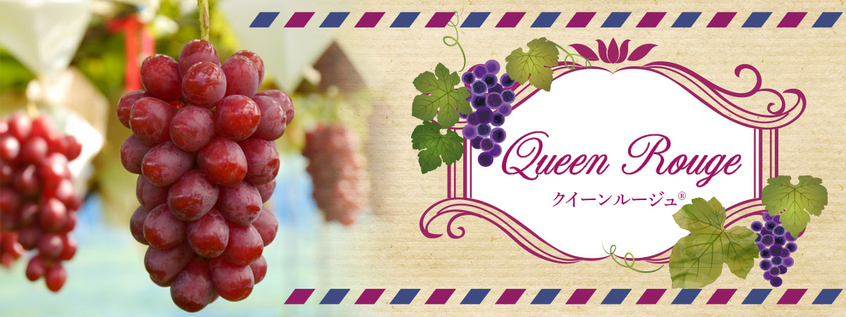 牧野ファーム　クイーンルージュ®️　商品説明 ベネちゃんSHOP出店者：牧野ファーム | ベネちゃんSHOP ベネシード