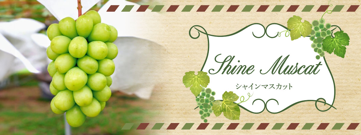 牧野ファーム　シャインマスカット　商品説明 ベネちゃんSHOP出店者：牧野ファーム | ベネちゃんSHOP ベネシード