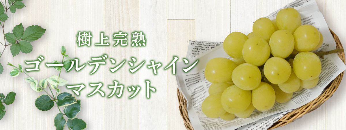 牧野ファーム　商品説明 ベネちゃんSHOP出店者：樹上完熟ゴールデンシャインマスカット | ベネちゃんSHOP ベネシード