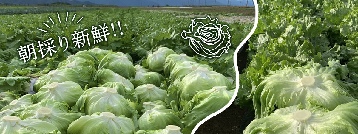 信州ヤギさん農園★新鮮レタス　商品説明 ベネちゃんSHOP出店者：信州ヤギさん農園 | ベネちゃんSHOP ベネシード