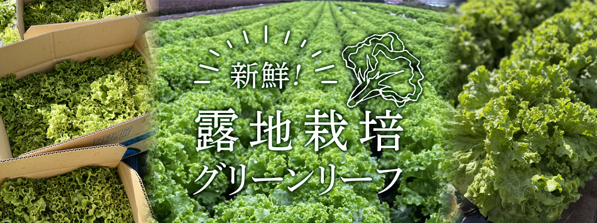 信州ヤギさん農園★新鮮！露地栽培グリーンリーフ　商品説明 ベネちゃんSHOP出店者：信州ヤギさん農園 | ベネちゃんSHOP ベネシード