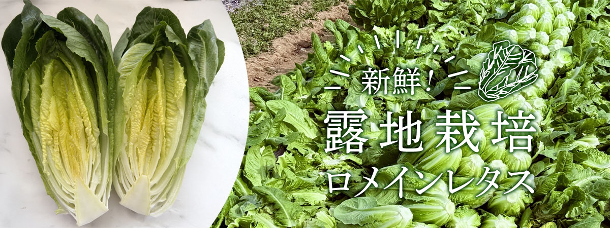 信州ヤギさん農園★新鮮！露地栽培ロメインレタス　商品説明 ベネちゃんSHOP出店者：信州ヤギさん農園 | ベネちゃんSHOP ベネシード