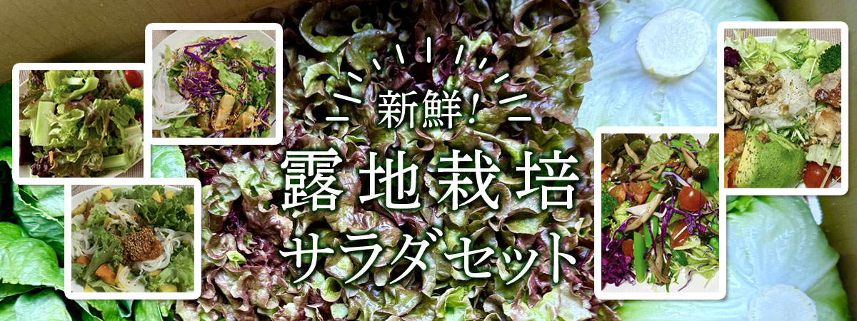 信州ヤギさん農園★新鮮！露地栽培サラダセット　商品説明 ベネちゃんSHOP出店者：信州ヤギさん農園 | ベネちゃんSHOP ベネシード