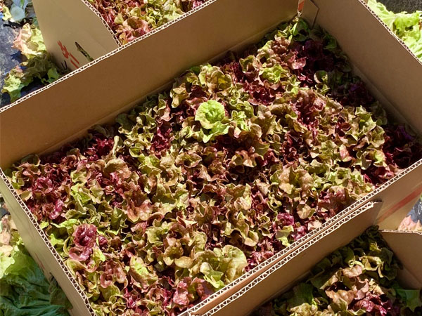 信州ヤギさん農園★新鮮!露地栽培サニーレタス 商品説明 ベネちゃんSHOP出店者:信州ヤギさん農園 | ベネちゃんSHOP ベネシード