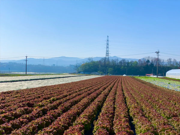 信州ヤギさん農園★新鮮!露地栽培サニーレタス 商品説明 ベネちゃんSHOP出店者:信州ヤギさん農園 | ベネちゃんSHOP ベネシード