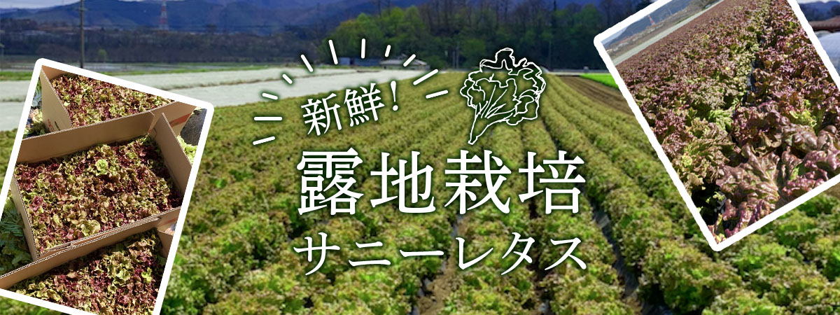信州ヤギさん農園★新鮮!露地栽培サニーレタス 商品説明 ベネちゃんSHOP出店者:信州ヤギさん農園 | ベネちゃんSHOP ベネシード