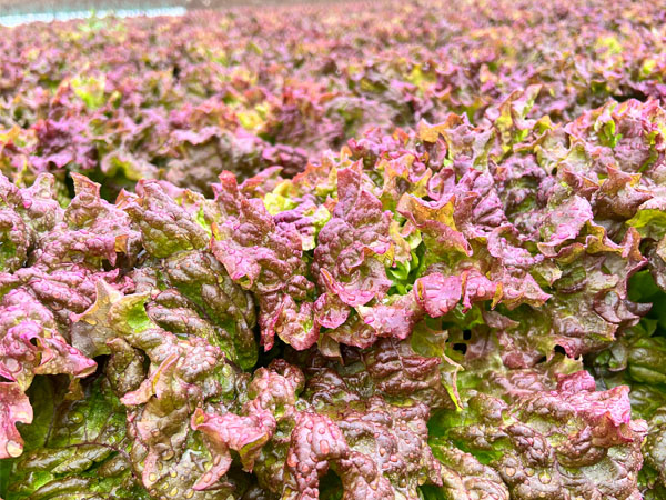 信州ヤギさん農園★新鮮!露地栽培サニーレタス 商品説明 ベネちゃんSHOP出店者:信州ヤギさん農園 | ベネちゃんSHOP ベネシード