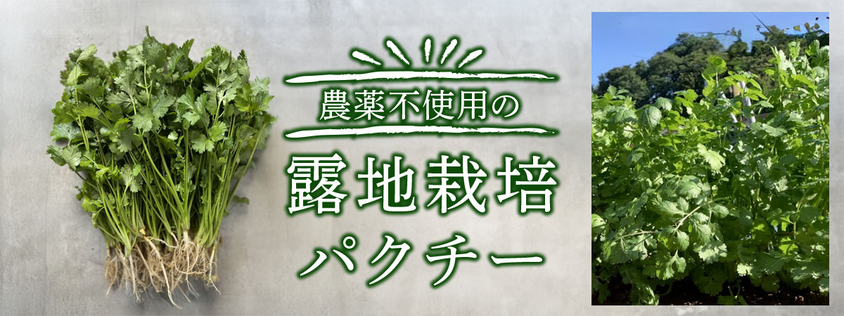 信州ヤギさん農園★農薬不使用の露地栽培パクチー　商品説明 ベネちゃんSHOP出店者：信州ヤギさん農園 | ベネちゃんSHOP ベネシード