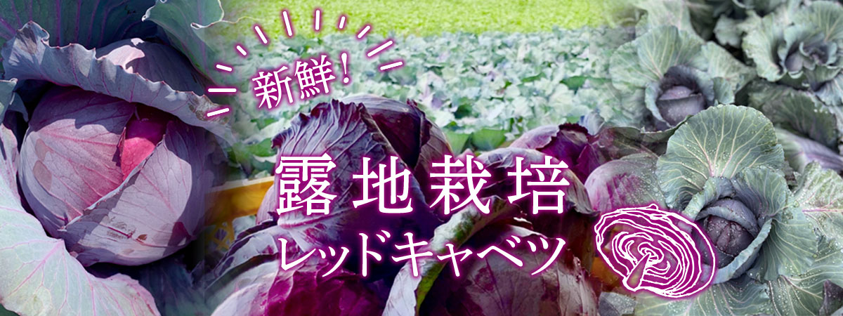 信州ヤギさん農園★新鮮！露地栽培レッドキャベツ　商品説明 ベネちゃんSHOP出店者：信州ヤギさん農園 | ベネちゃんSHOP ベネシード