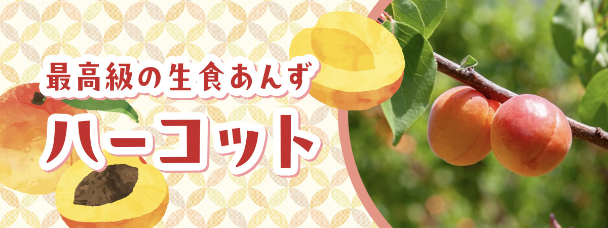 最高級の生食あんず ハーコット　商品説明 ベネちゃんSHOP出店者：新村農園 | ベネちゃんSHOP ベネシード